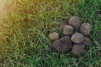 Fresh truffles on green grass, space for text