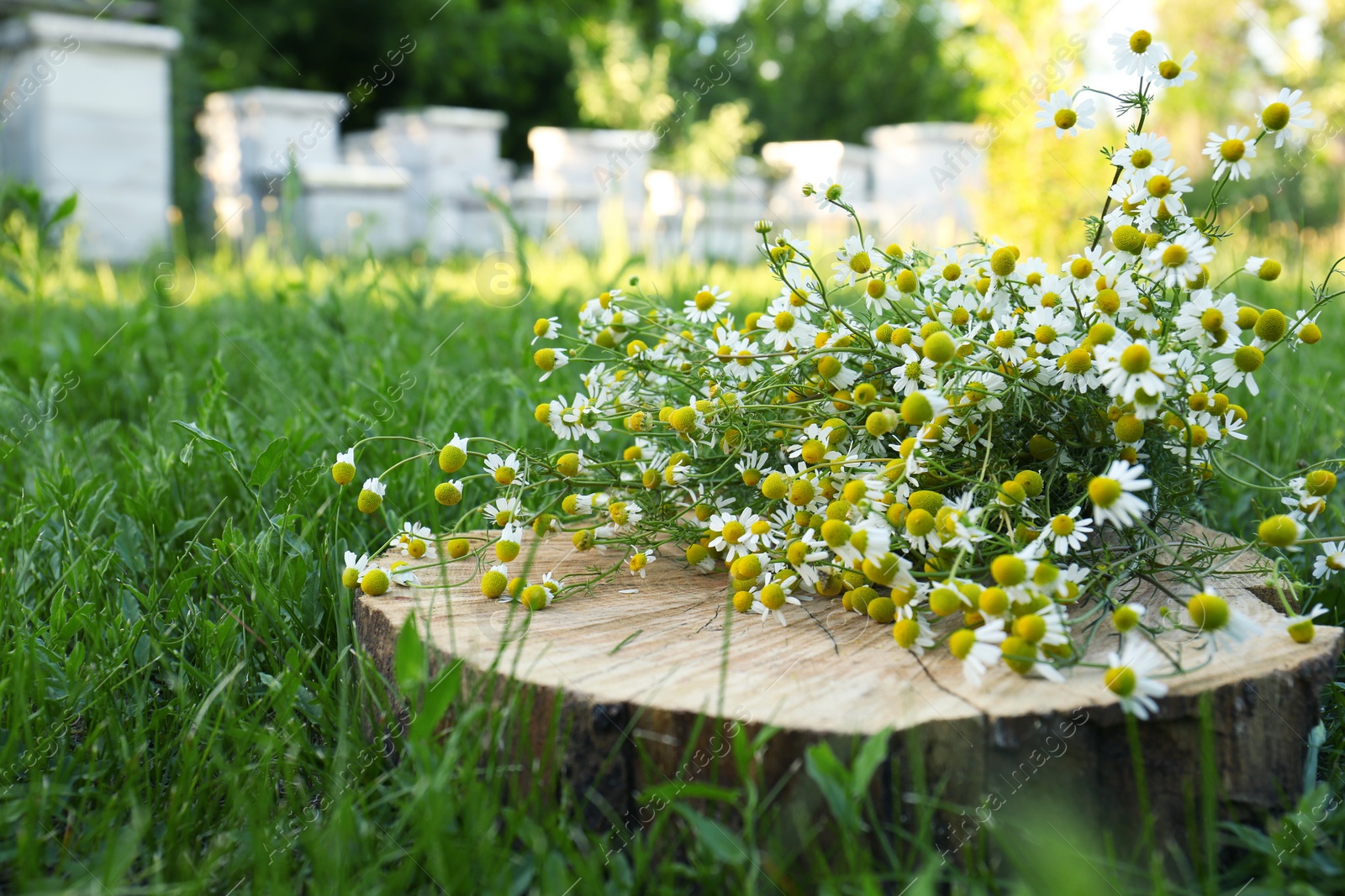 Photo of Beautiful bouquet of chamomiles on stump outdoors. Space for text