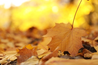 Photo of Golden leaves on ground in park, closeup. Autumn season