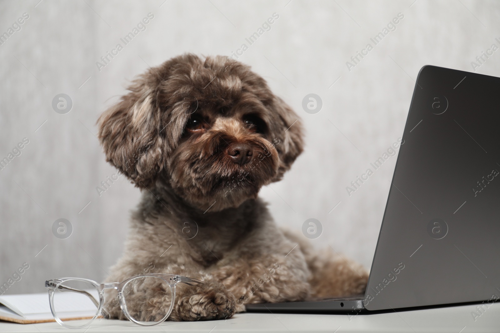 Photo of Cute Maltipoo dog on desk with laptop and glasses indoors