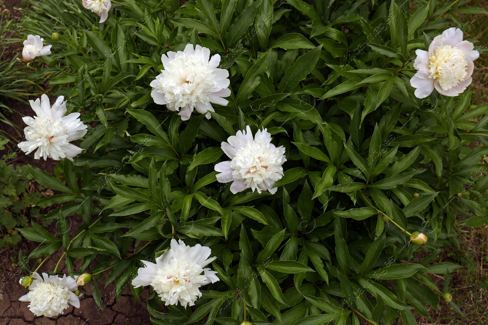 Photo of Beautiful blooming white peonies growing in garden, top view