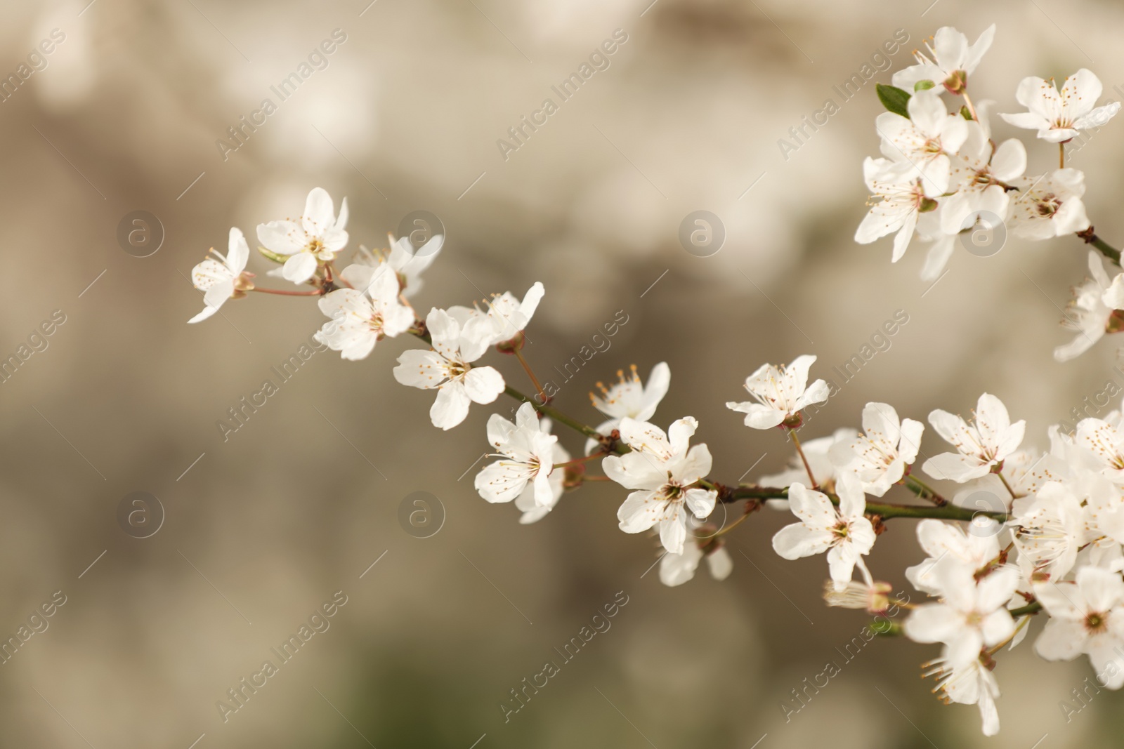 Photo of Closeup view of blossoming tree outdoors on spring day