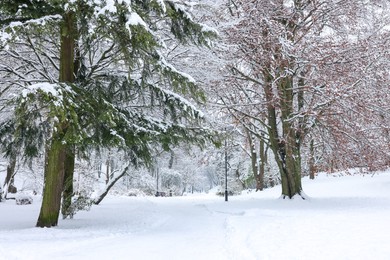 Photo of Trees covered with snow in winter park