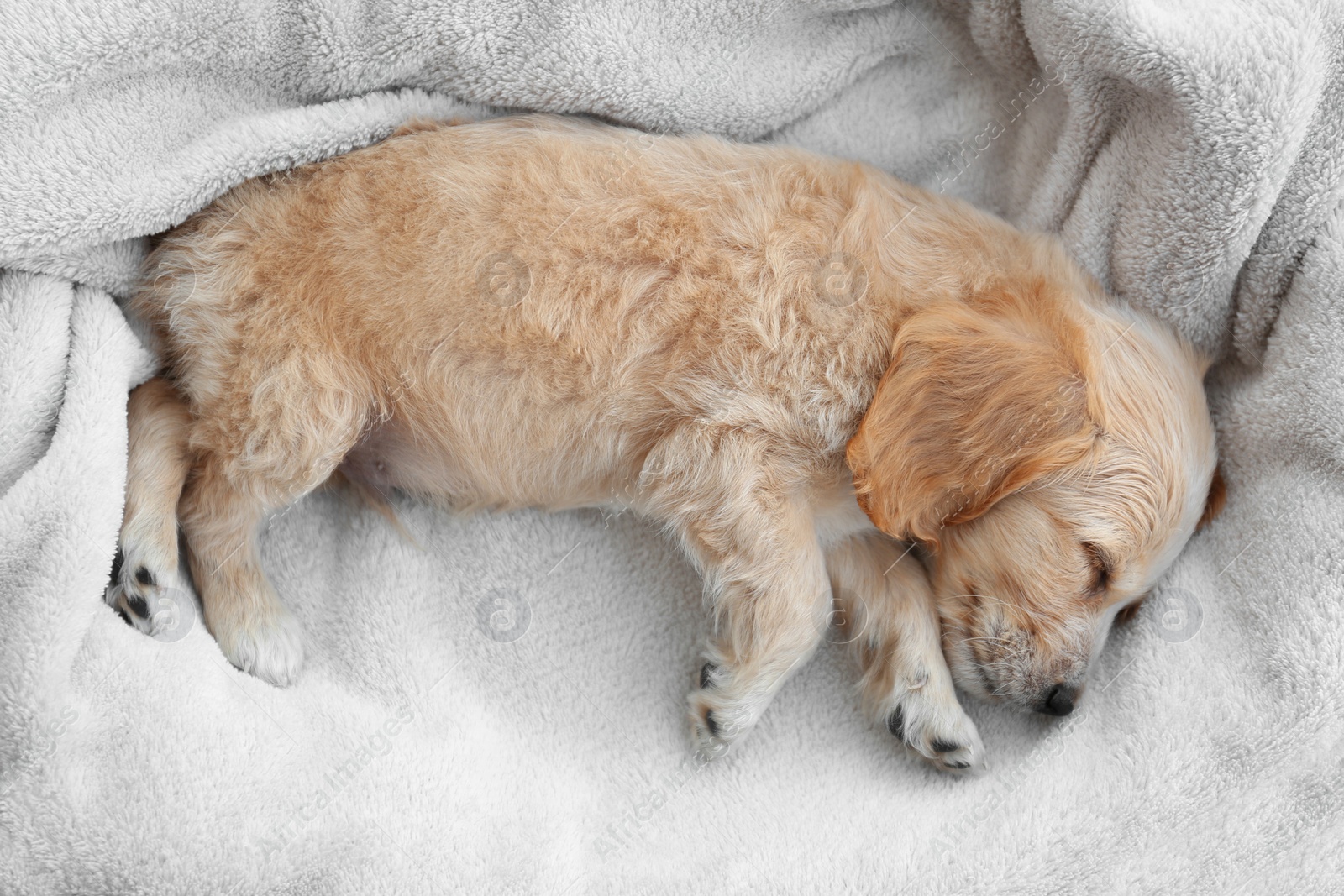 Photo of Cute English Cocker Spaniel puppy sleeping on soft plaid, top view