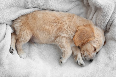 Cute English Cocker Spaniel puppy sleeping on soft plaid, top view