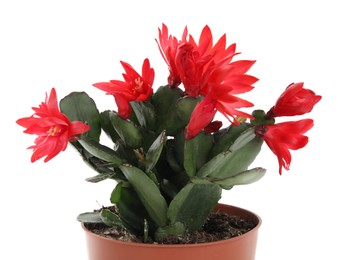 Photo of Beautiful red Schlumbergera (Christmas or Thanksgiving cactus) isolated on white