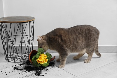 Cute cat, broken flower pot with primrose plant on floor indoors