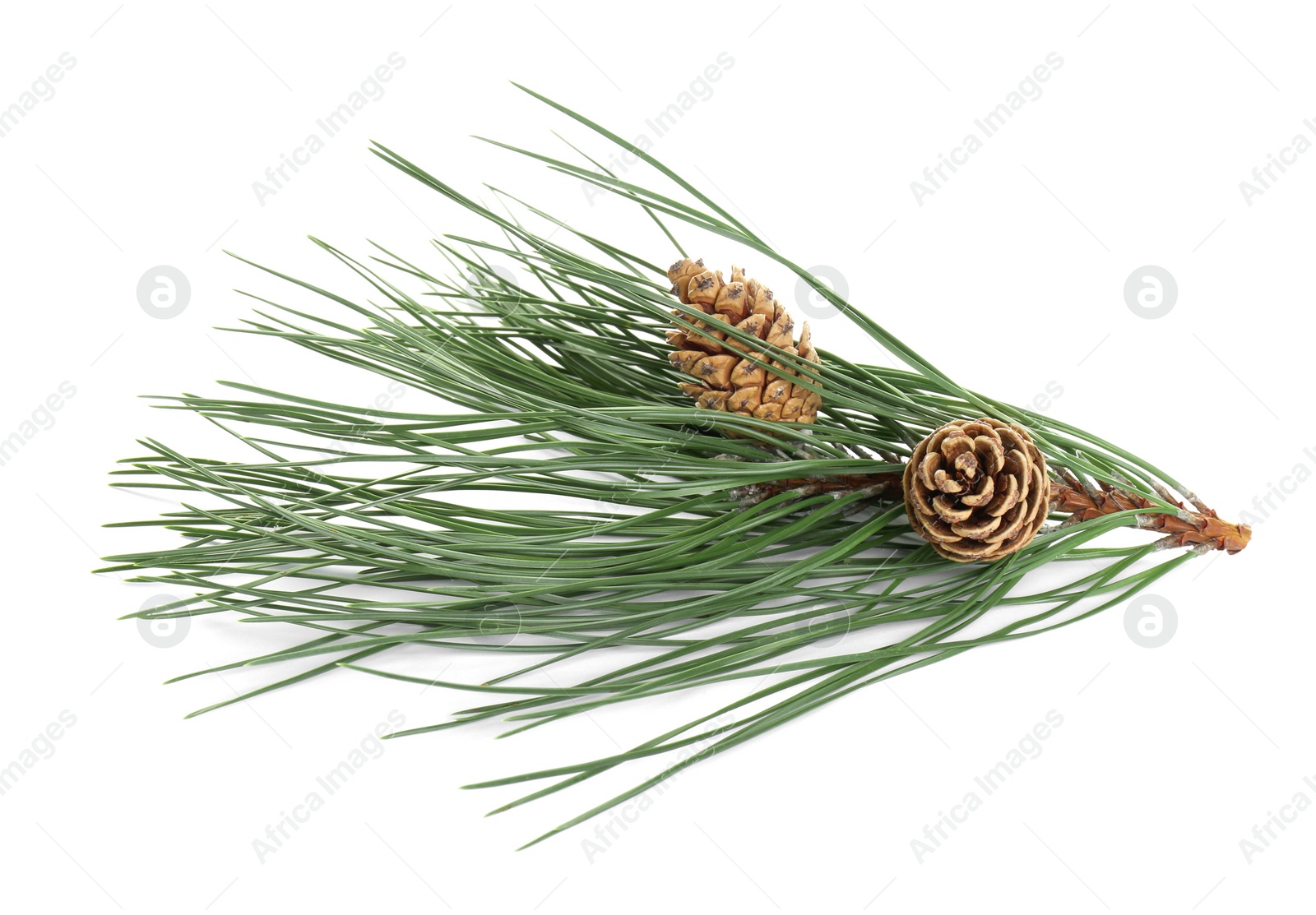 Photo of Beautiful fir tree branch with pinecones on white background, top view