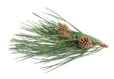 Beautiful fir tree branch with pinecones on white background, top view