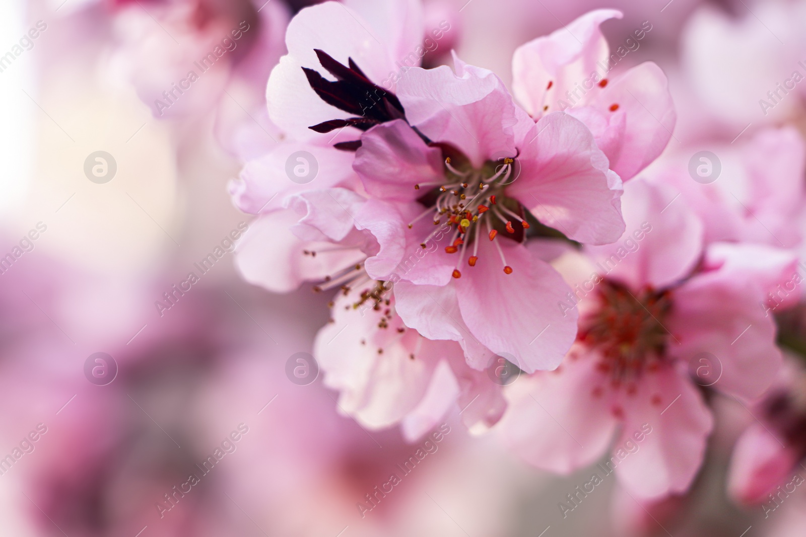 Photo of Amazing spring blossom. Closeup view of cherry tree with beautiful pink flowers outdoors