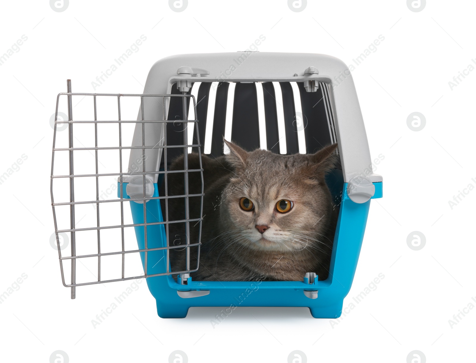 Photo of Travel with pet. Cute cat in carrier on white background