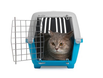 Photo of Travel with pet. Cute cat in carrier on white background