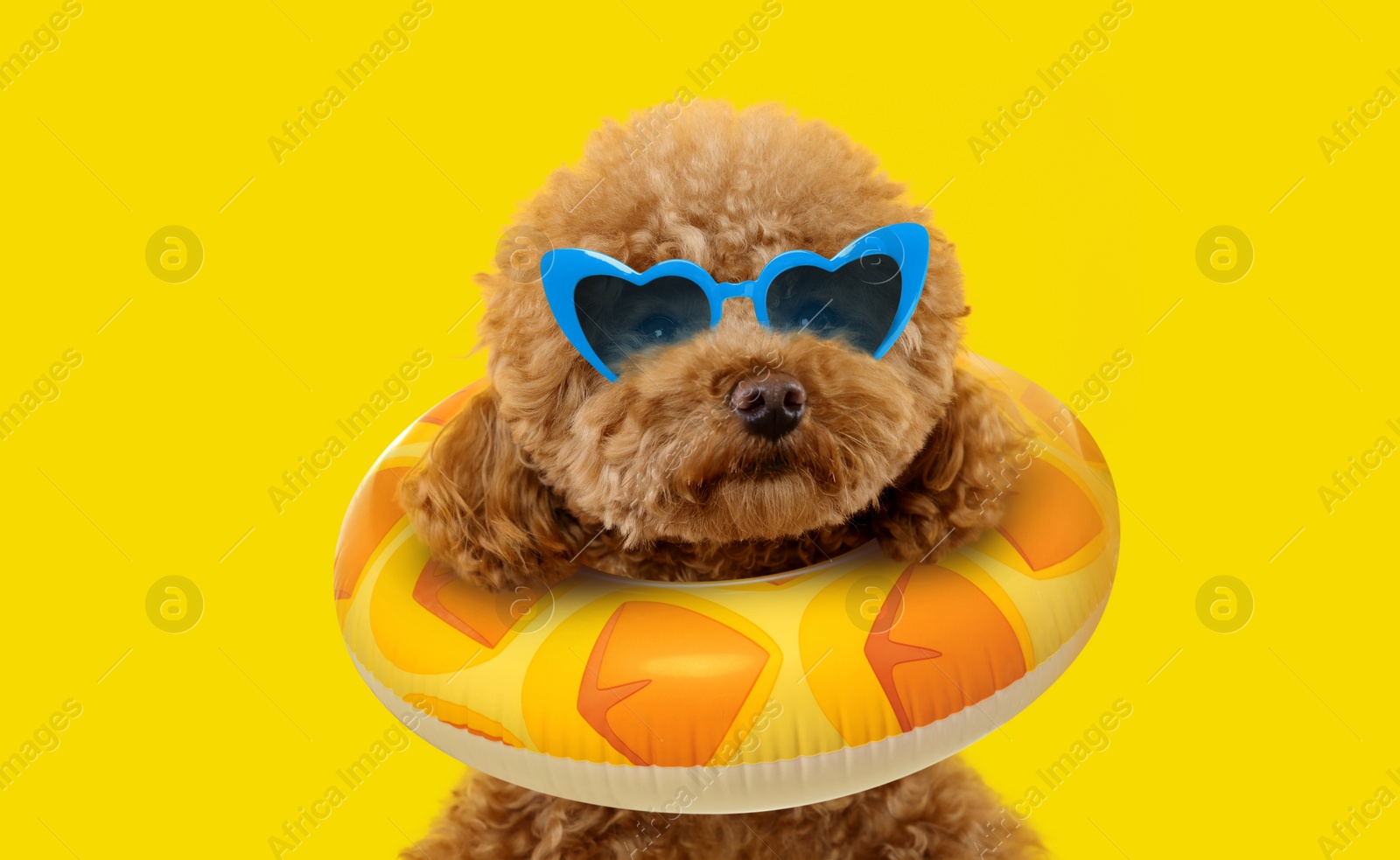 Image of Cute Maltipoo dog with stylish sunglasses and swim ring on yellow background