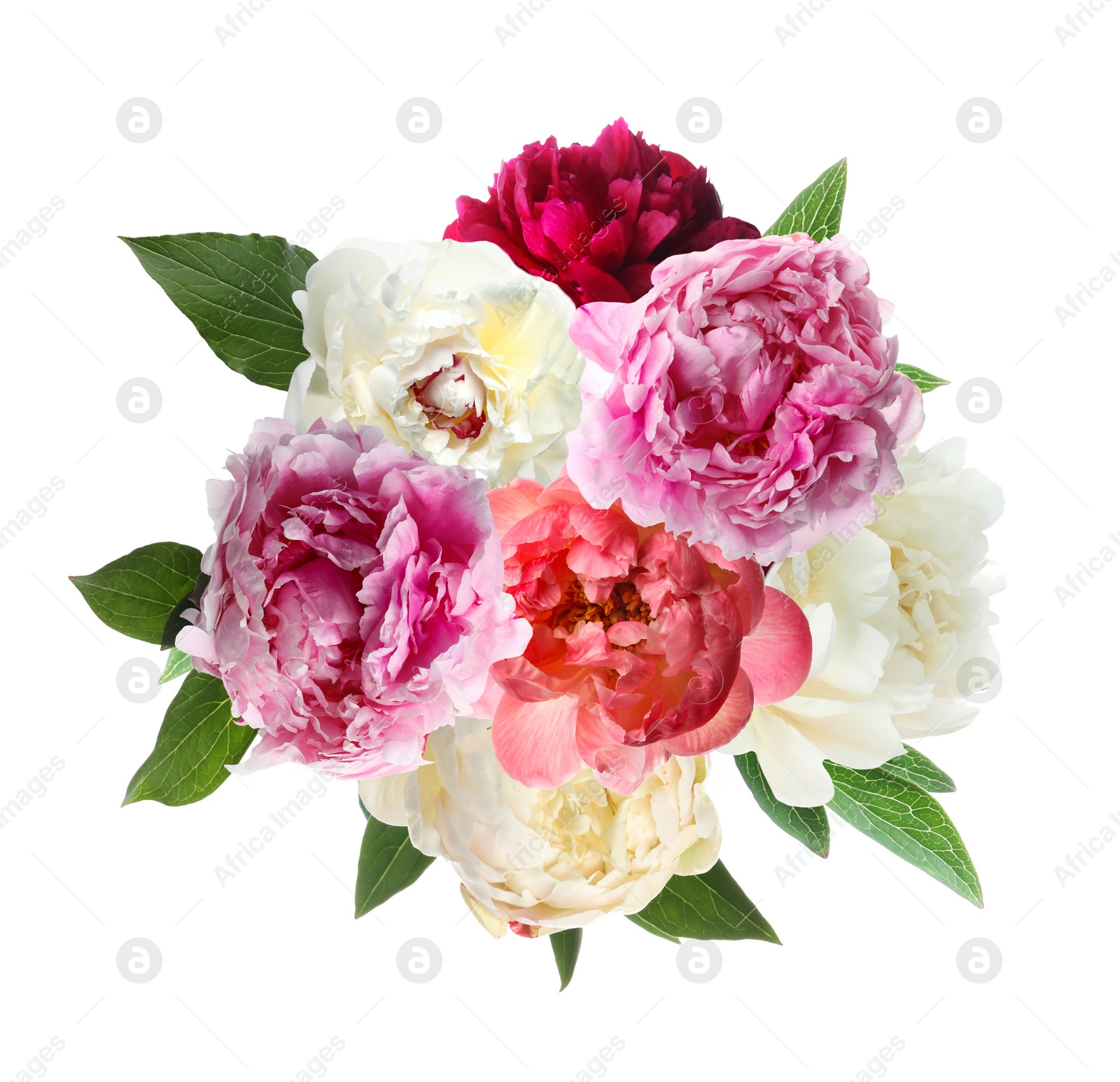 Image of Beautiful peony flower bouquet on white background