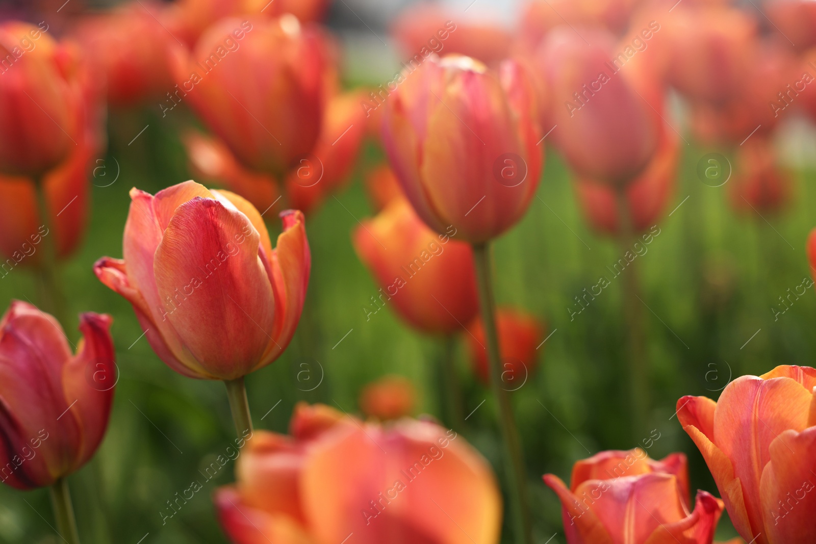 Photo of Beautiful colorful tulips growing in flower bed, selective focus