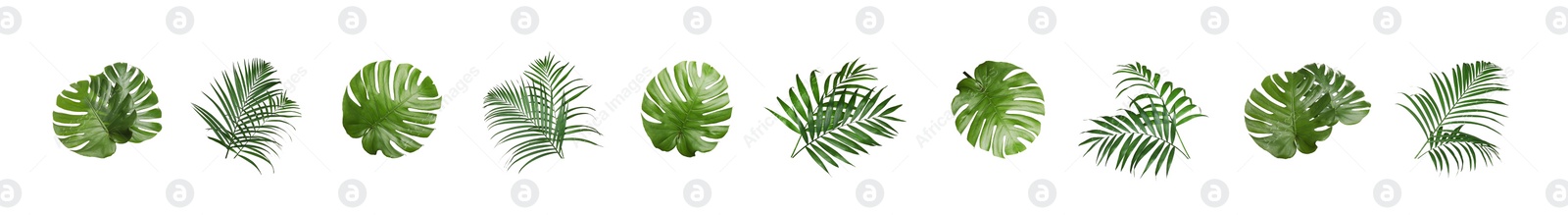 Image of Set with different tropical leaves on white background. Banner design