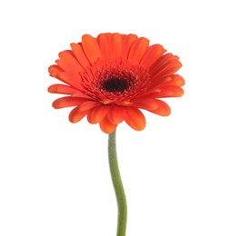 Photo of Beautiful orange gerbera flower isolated on white