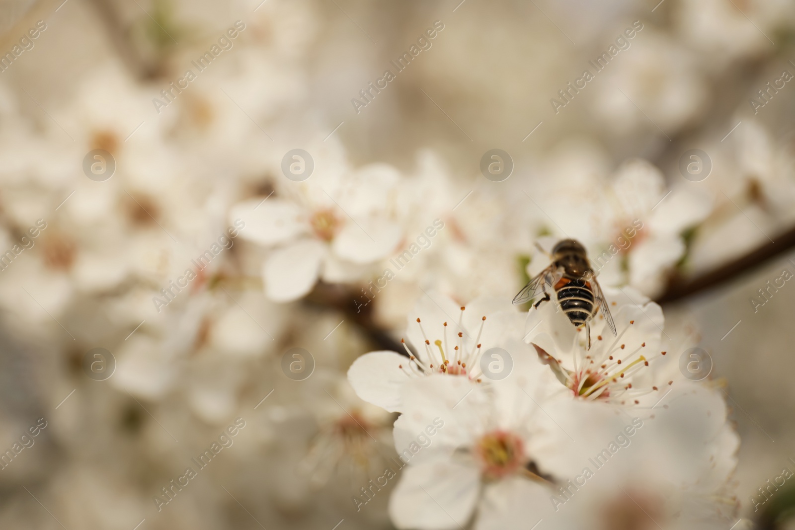 Photo of Insect on blossoming tree with outdoors, closeup. Spring season