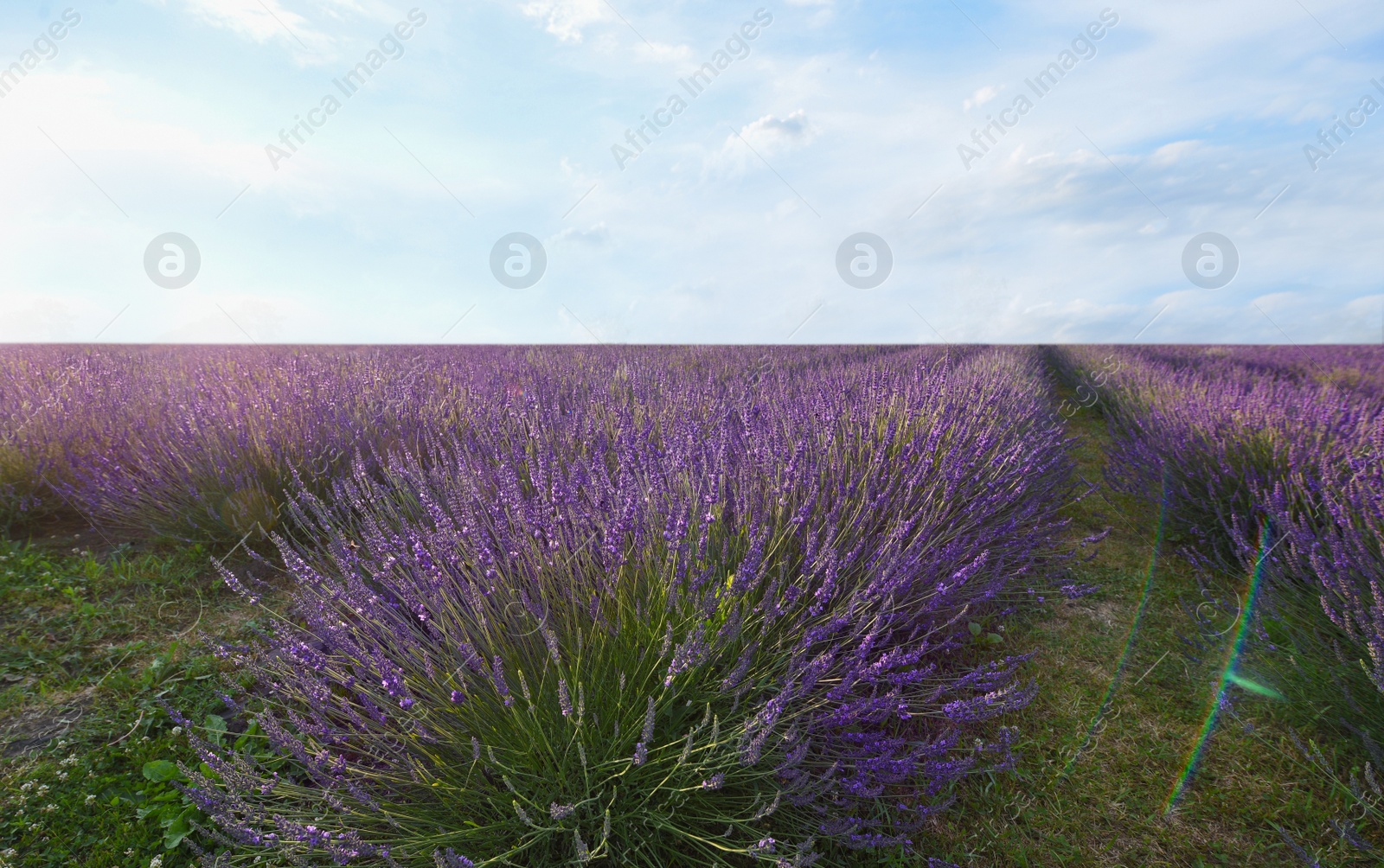 Photo of Picturesque view of beautiful blooming lavender field