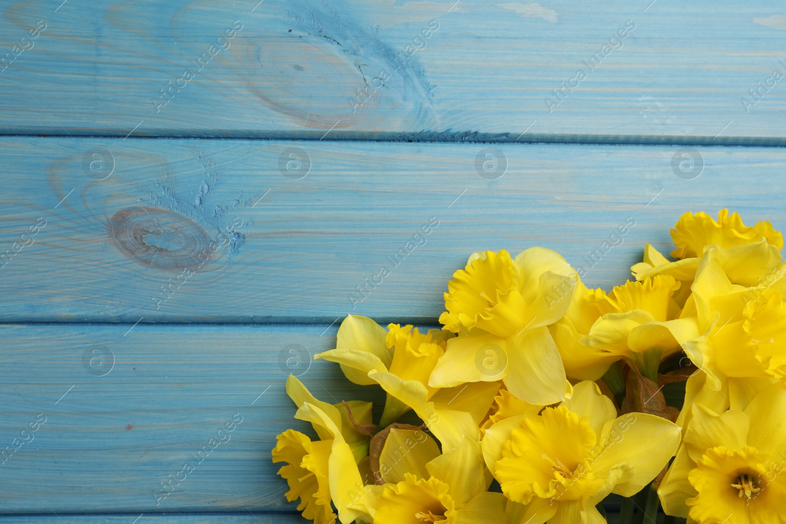 Photo of Beautiful daffodil bouquet on blue wooden table, closeup. Space for text