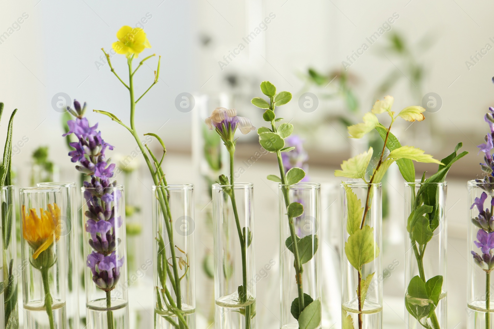 Photo of Closeup view of test tubes with different plants on blurred background