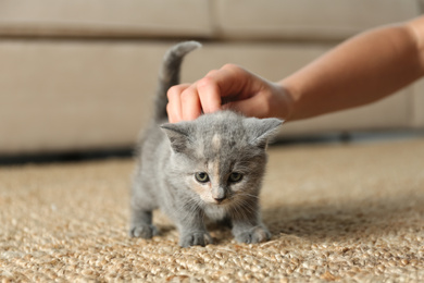 Woman with cute British Shorthair kitten at home, closeup. Baby animal