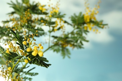 Beautiful view of mimosa tree with bright yellow flowers against blue sky, space for text