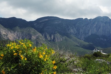 Photo of Beautiful mountains, flowers and plants under cloudy sky