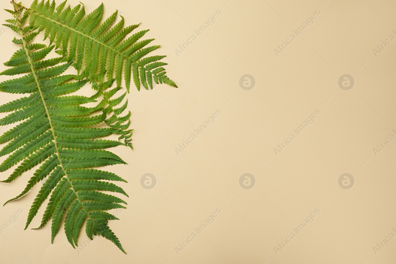 Photo of Beautiful tropical fern leaves on beige background, flat lay. Space for text