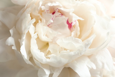 Photo of Beautiful blooming peony flower as background, closeup