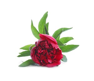 Beautiful red peony with leaves isolated on white