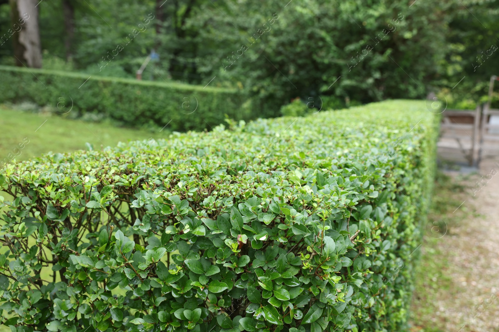 Photo of Beautiful green boxwood hedge outdoors. Landscape design