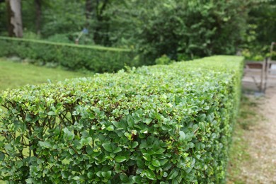 Beautiful green boxwood hedge outdoors. Landscape design