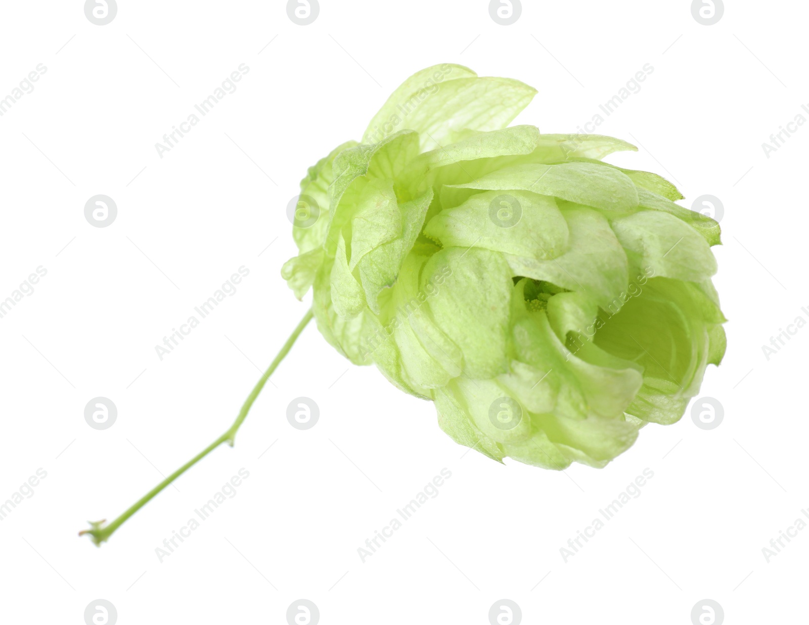 Photo of One fresh green hop isolated on white