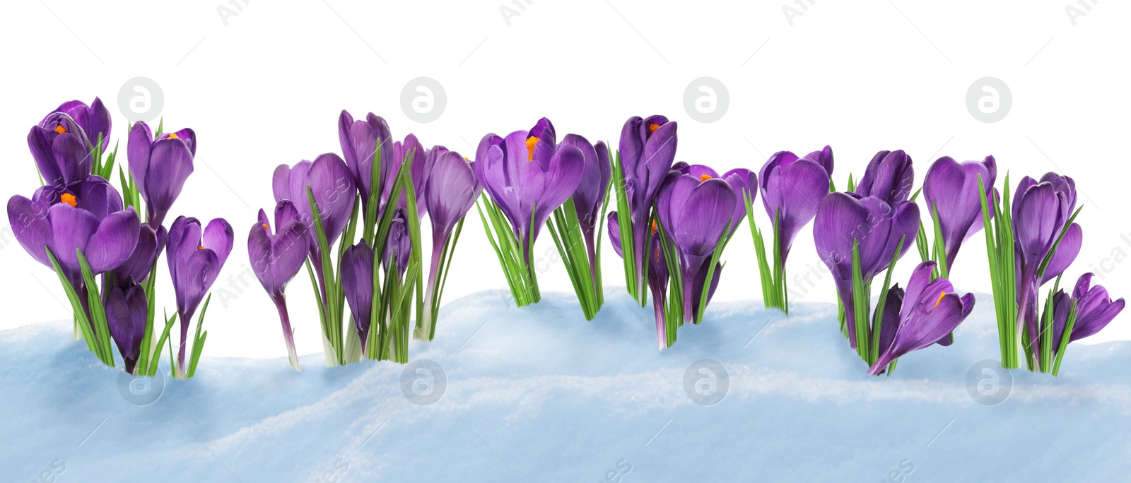 Image of Beautiful crocuses growing through snow against white background, banner design. First spring flowers