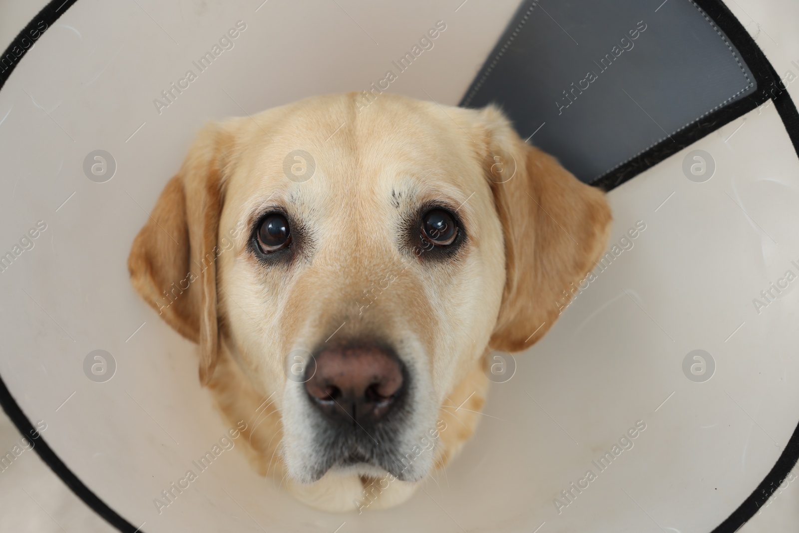 Photo of Sad Labrador Retriever with protective cone collar, above view