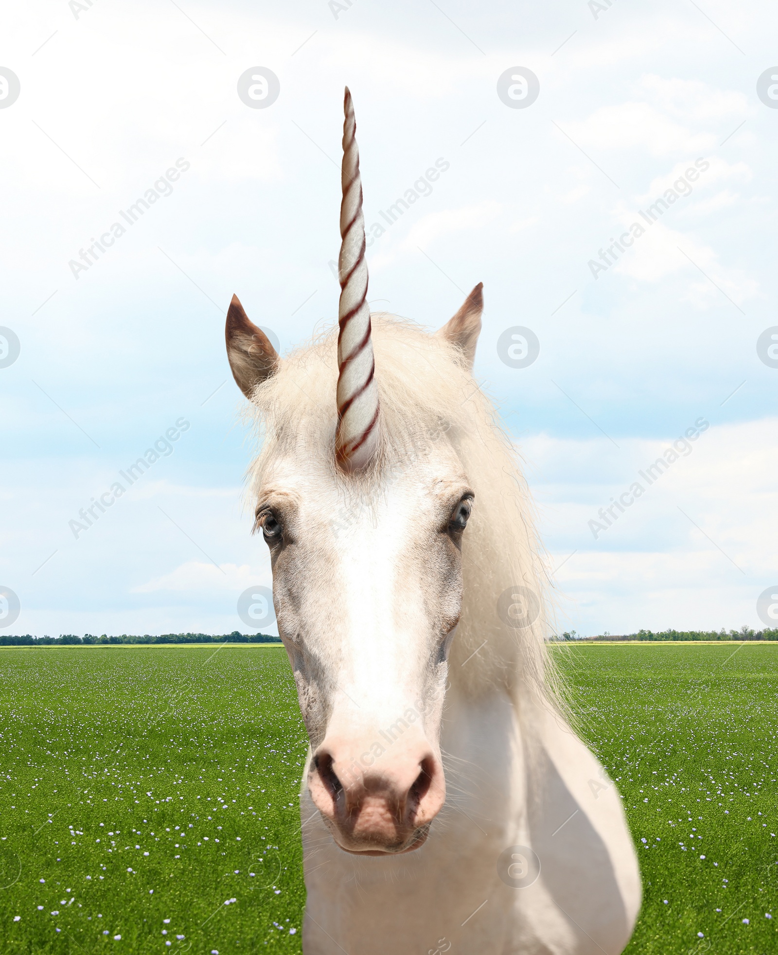 Image of Amazing unicorn with beautiful mane in field 