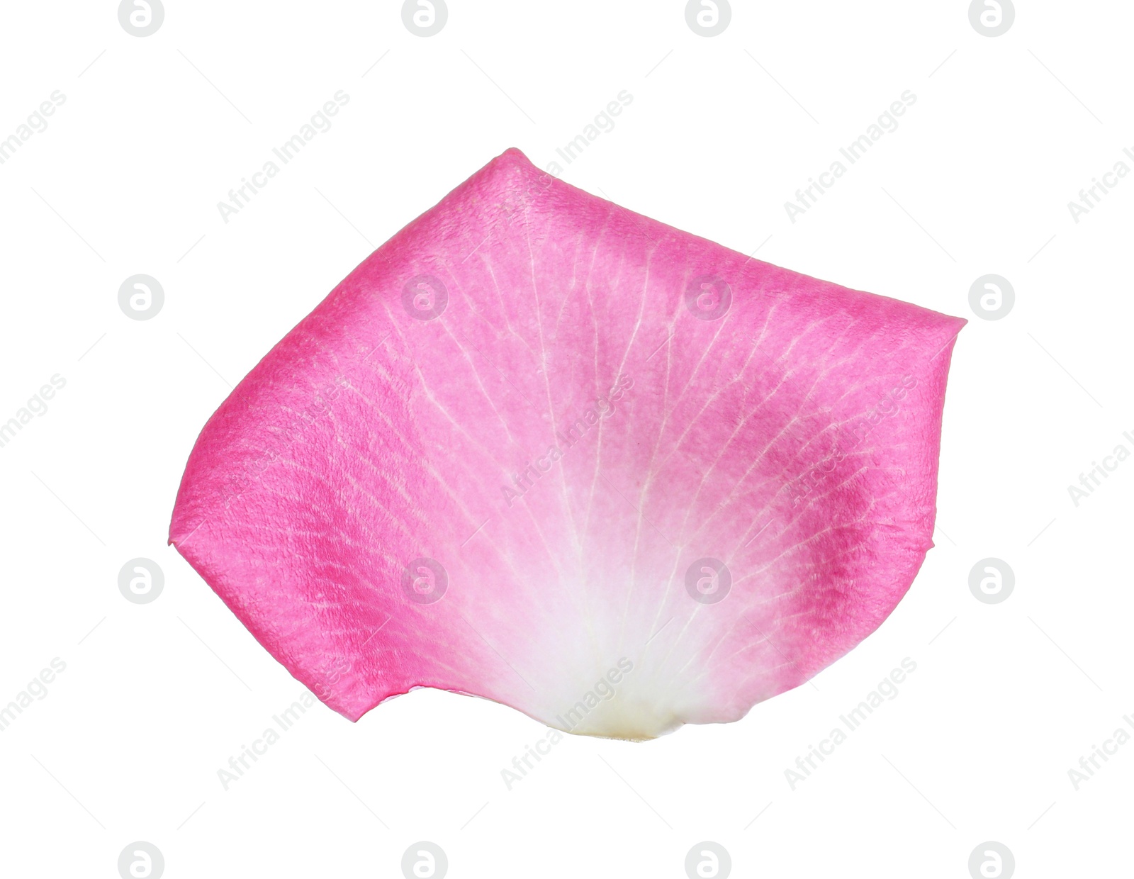 Photo of Pink rose flower petal on white background