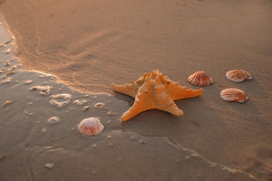 Photo of Beautiful sea star and shells on sand