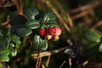 Photo of Sprig of delicious ripe red lingonberries outdoors, closeup
