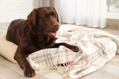 Photo of Chocolate labrador retriever on pet pillow indoors