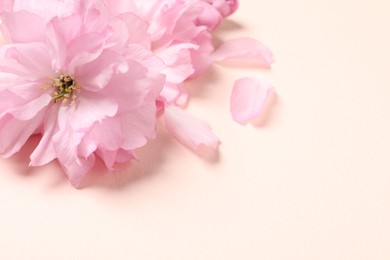 Photo of Beautiful sakura tree blossoms on pale pink background, closeup. Space for text