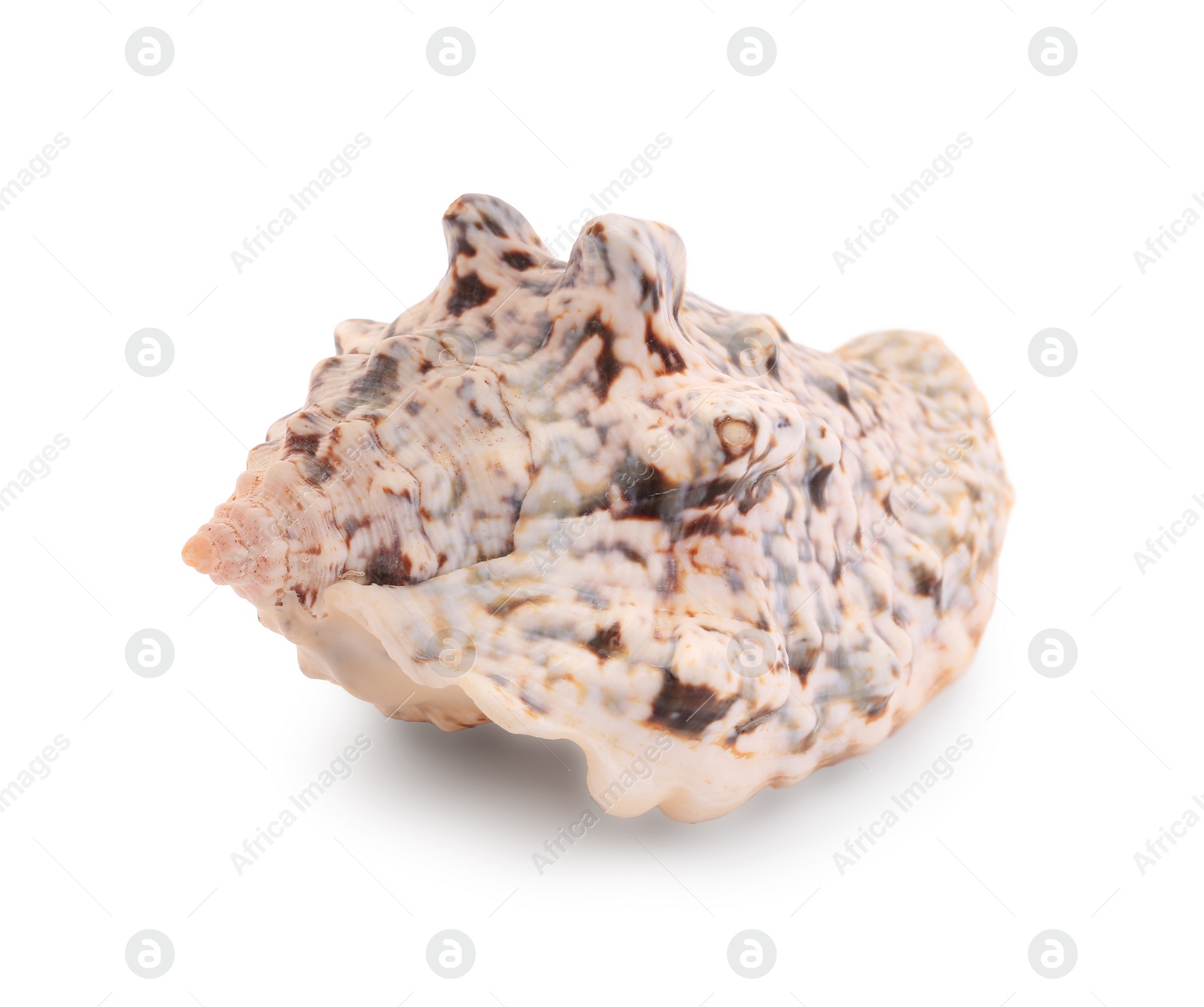 Photo of Beautiful seashell isolated on white. Beach object