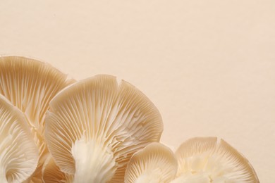 Fresh oyster mushrooms on beige background. Space for text