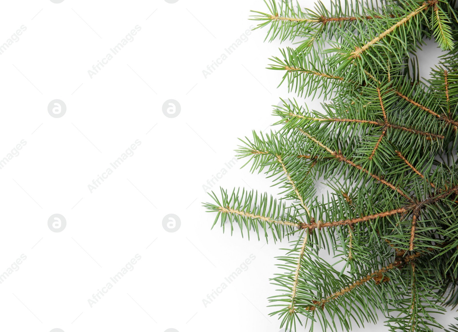 Photo of Branches of Christmas tree on white background