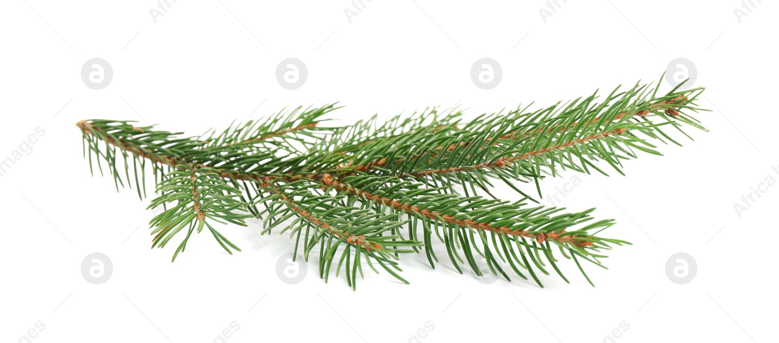 Photo of Branch of fir tree on white background