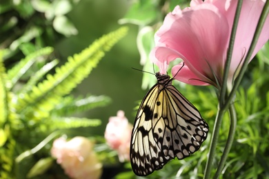 Photo of Beautiful rice paper butterfly on pink flower in garden