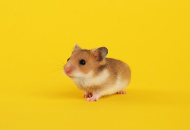 Photo of Cute little fluffy hamster on yellow background