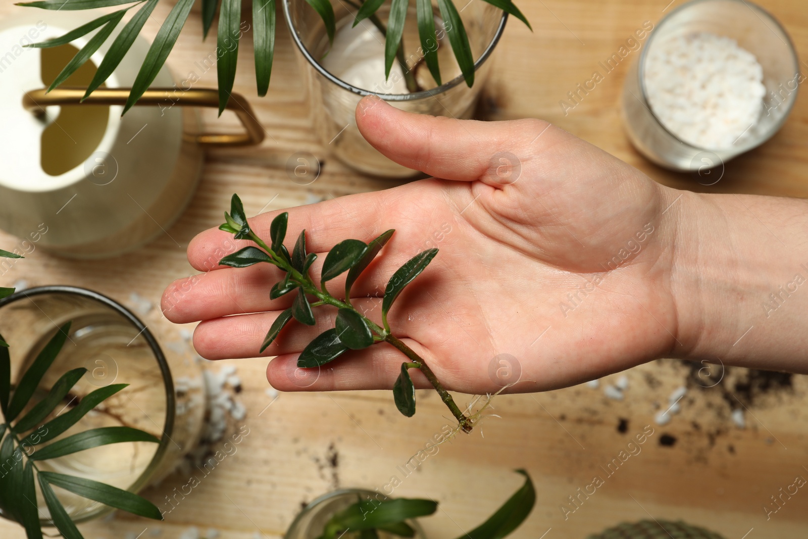 Photo of Woman holding house plant above wooden table, top view