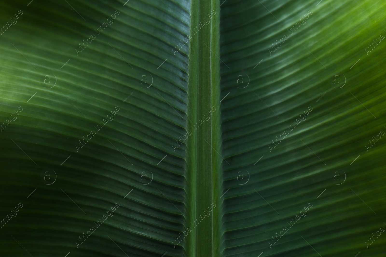 Photo of Green banana leaf as background, closeup view. Tropical foliage